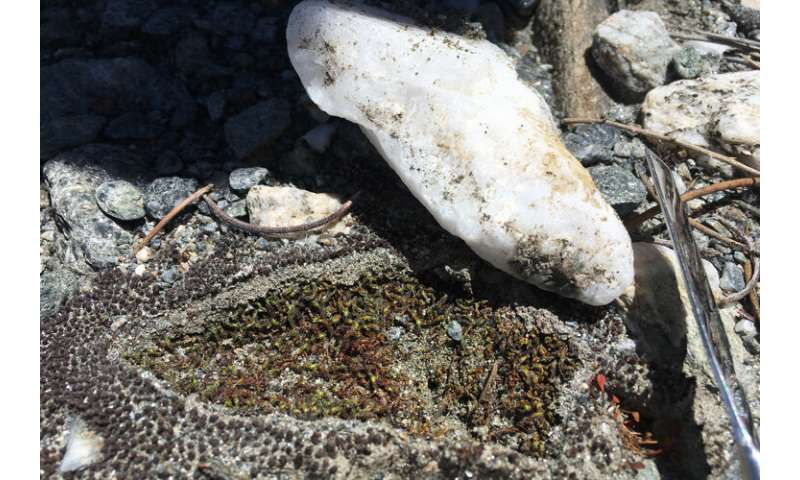 Desert mosses use quartz rocks as sun shades