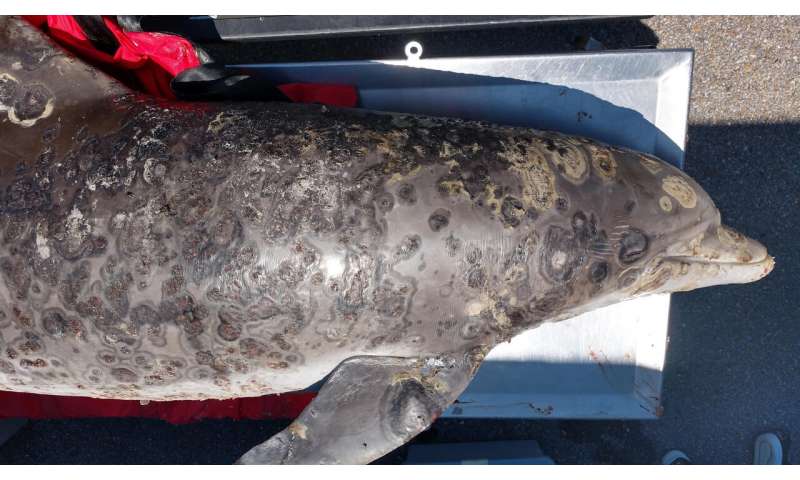 Devastating skin disease covering up to 70% of a dolphin's body tied to climate change