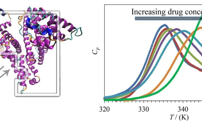 Differential scanning calorimetry to quantify protein-ligand binding