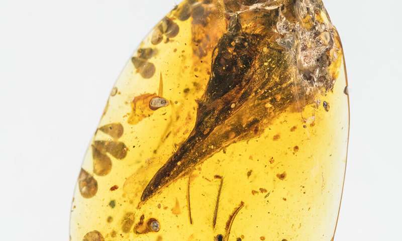 Discovery of smallest known mesozoic dinosaur reveals new species in bird evolution