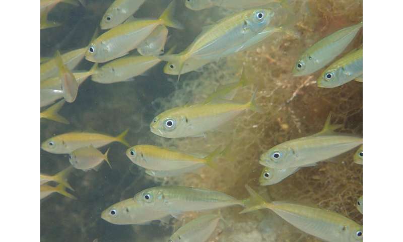 Does DNA in the water tell us how many fish are there?