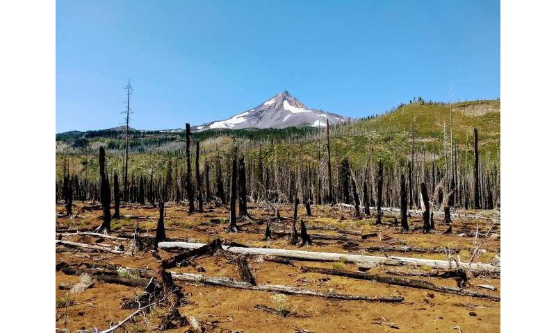 Driven by climate, more frequent, severe wildfires in Cascade Range reshape forests