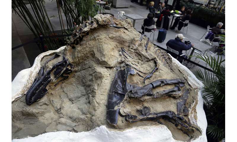 'Dueling dinosaurs' fossils donated to North Carolina museum