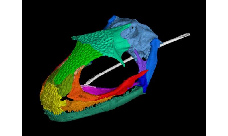 Earliest example of a rapid-fire tongue found in 'weird and wonderful' extinct amphibians