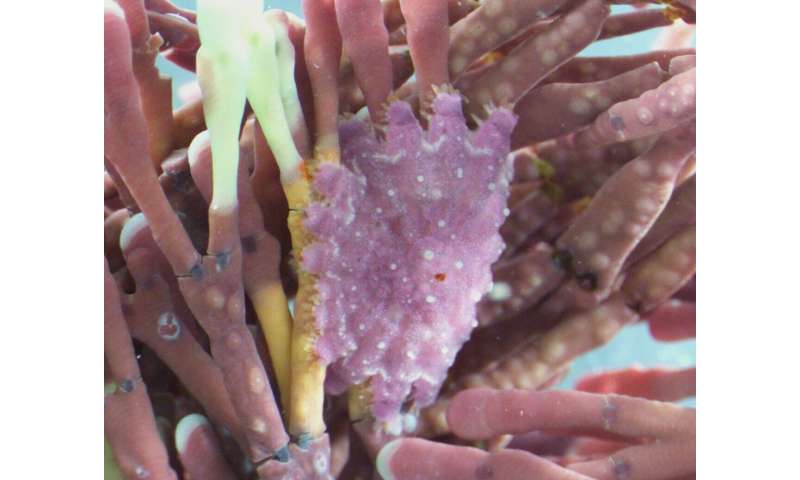 Eating habits of baby predator starfish revealed