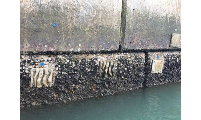 Eco-engineered tiles enhance marine biodiversity on seawalls in Hong Kong and beyond