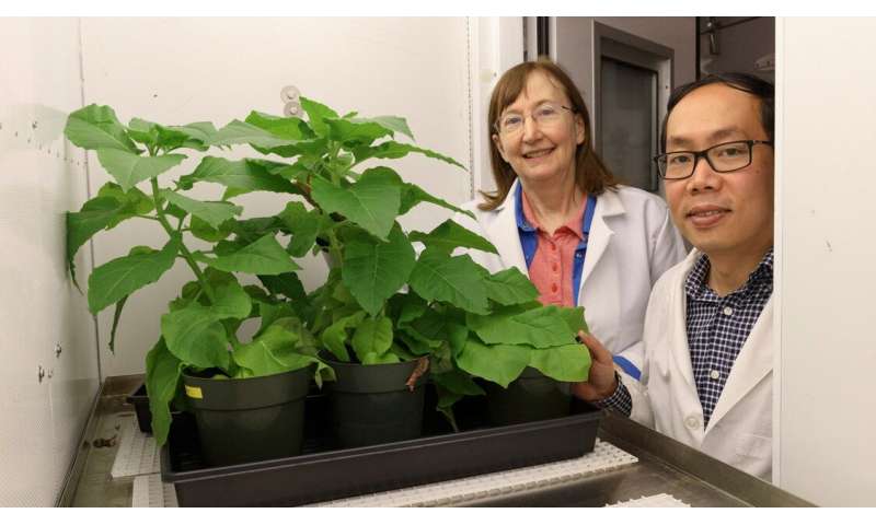 E. coli bacteria offer path to improving photosynthesis