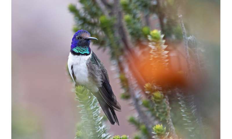 Ecuadorian hummingbirds chirp ultrasonic songs of seduction