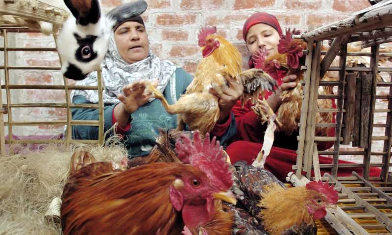 Egypt reports bird flu outbreaks in rural area