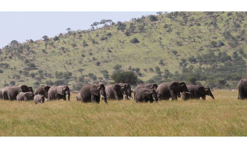 Elephant genetics guide conservation