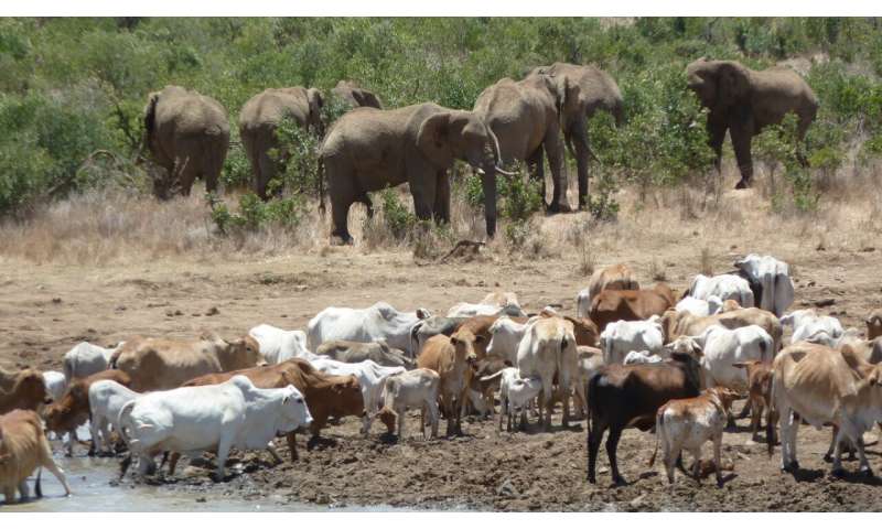 Elephants reverse the cattle-caused depletion of soil carbon and nutrient pools