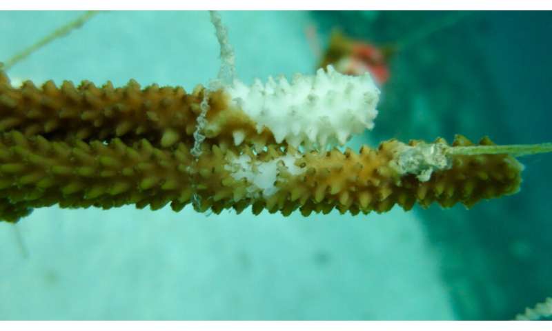 Elkhorn coral actively fighting off diseases on reef, study finds