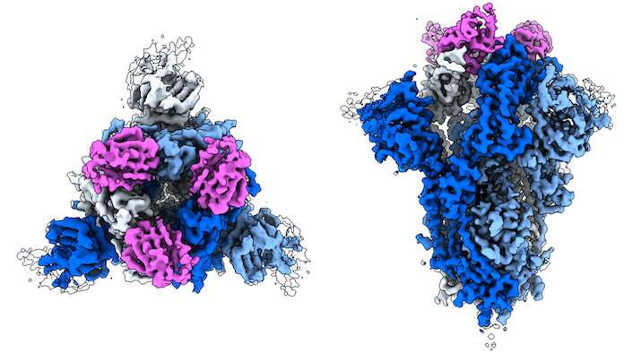 Engineered ‘nanobodies’ block SARS-coV-2 from infecting human cells