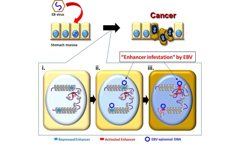 Epstein-Barr virus rewires host epigenomes to drive stomach cancer