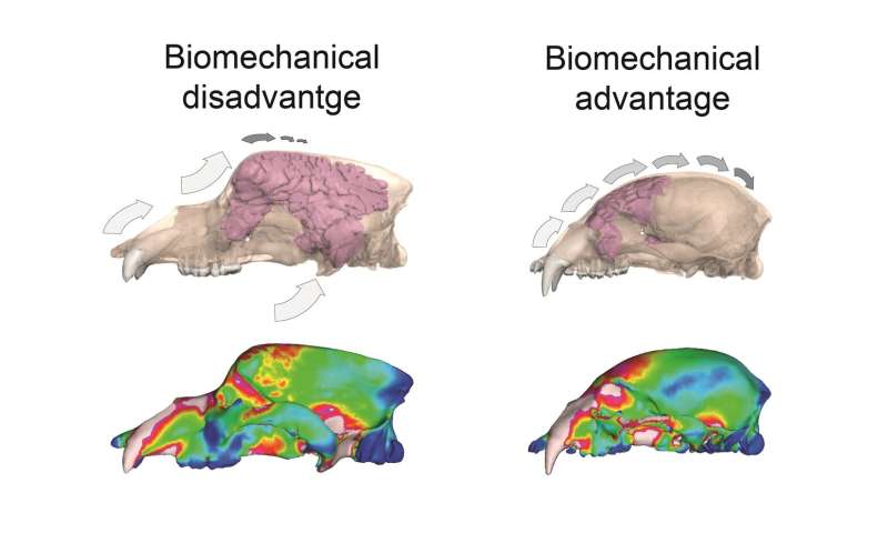 Evolutionary adaptation helped cave bears hibernate, but may have caused extinction