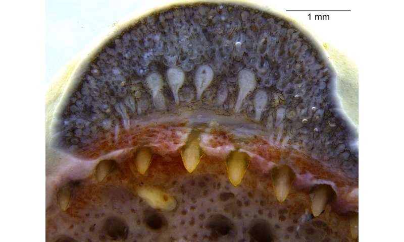 'Fang'tastic: Biologists Report Snake-like Dental Glands in Amphibians