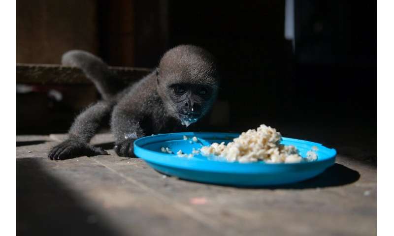 Feeding time for an infant woolly monkey at a Maikuchiga refuge