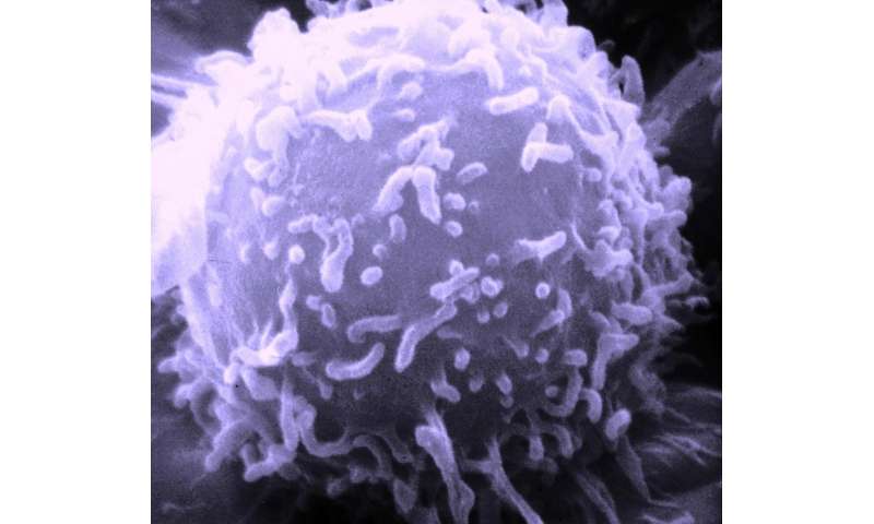Fighting cancer with rejection-resistant, 'off-the-shelf' therapeutic T cells