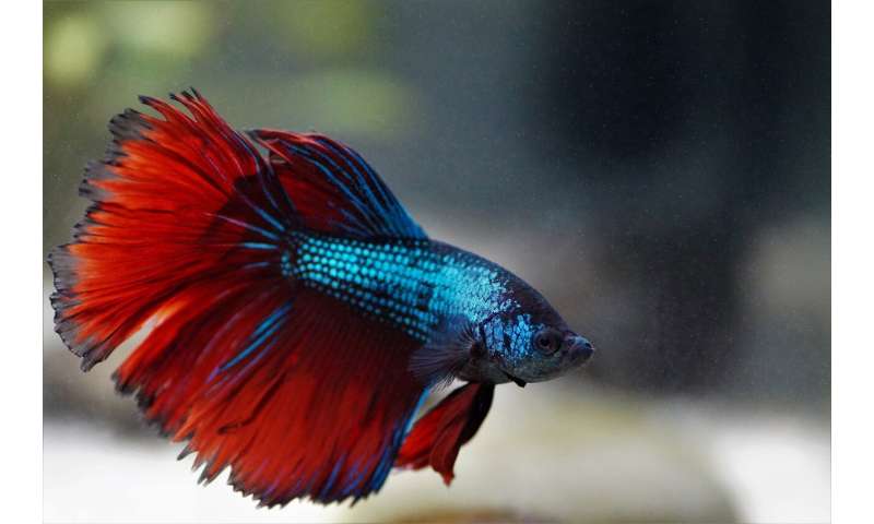 Fighting fish synchronize their combat moves and their gene expression