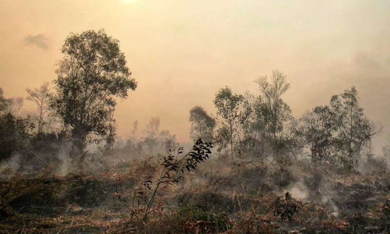 Fire-resistant tropical forest on brink of disappearance -