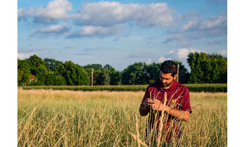 First food-grade intermediate wheatgrass released