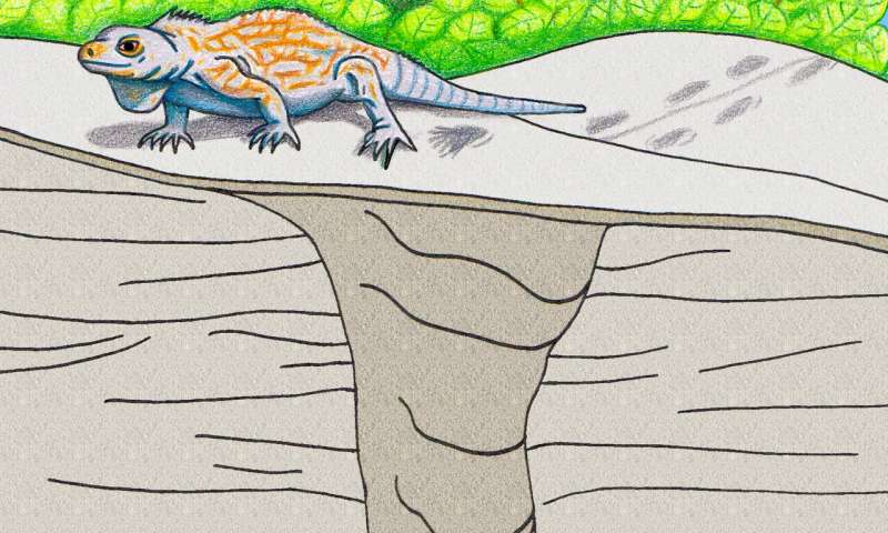 First-known fossil iguana burrow found in the Bahamas