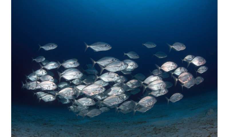 Fish school by randomly copying each other, rather than following the group
