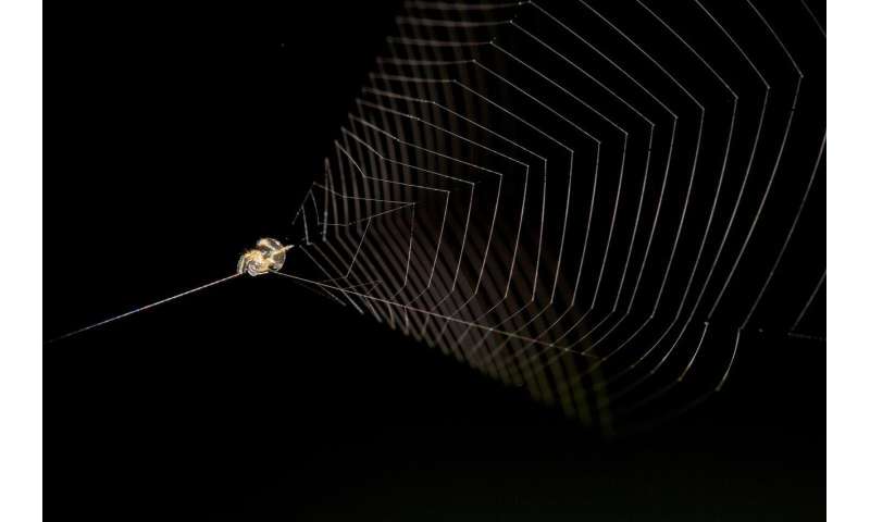 Flies and mosquitoes beware, here comes the slingshot spider