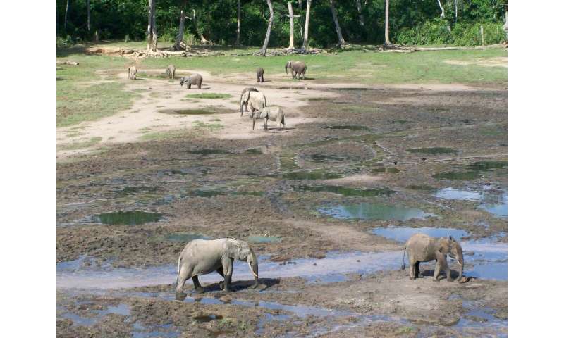 Following African elephant trails to approach conservation differently