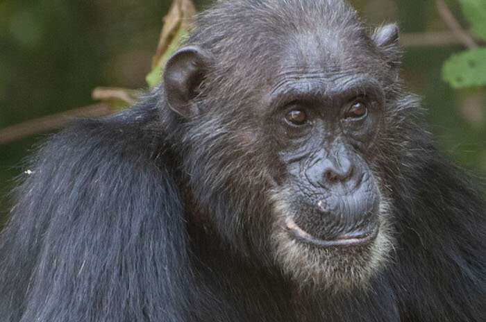 For chimpanzees, salt and pepper hair not a marker of old age