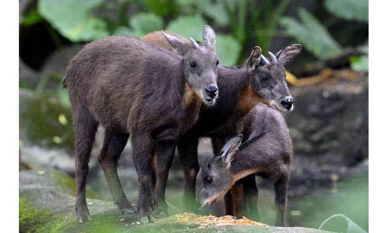 Formosan serows are among a raft of animals at Taipei Zoo to have given birth in recent months