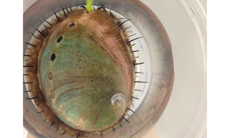 For red abalone, resisting ocean acidification starts with mom