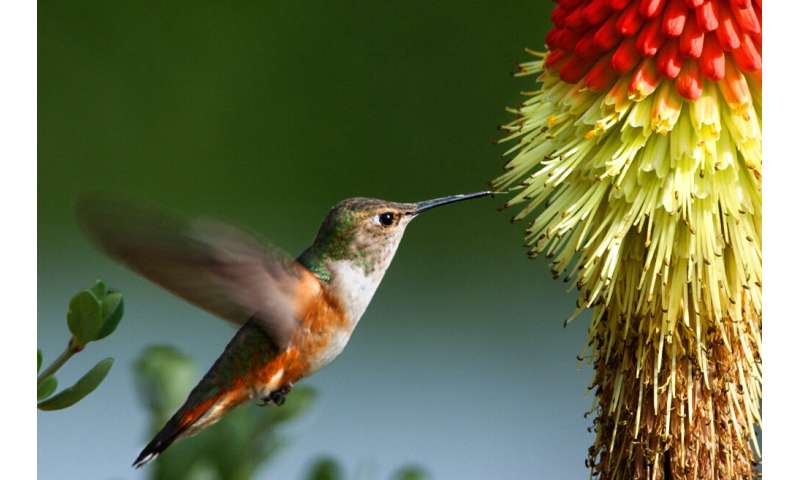 For rufous hummingbirds, migration looks different depending on age and sex