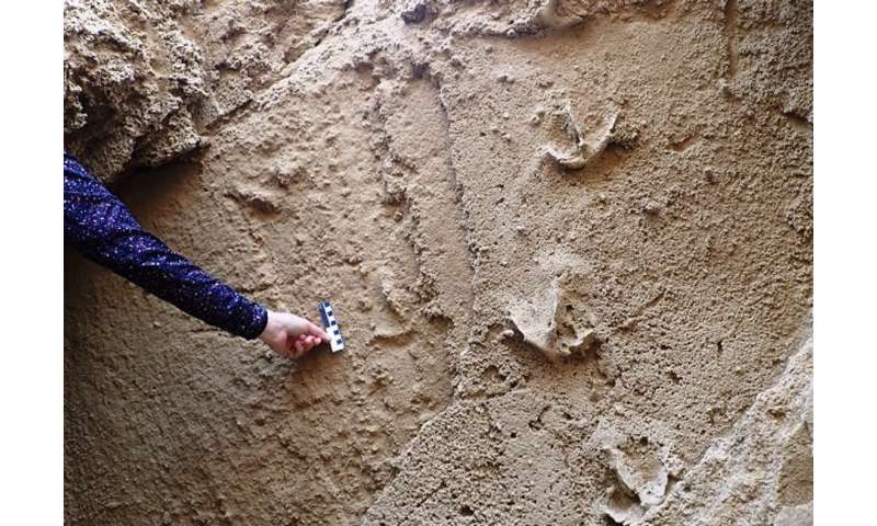 Fossil tracks reveal which birds once roamed South Africa's Cape south coast