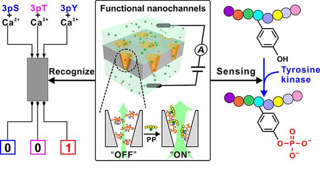 Functionele ion-nanokanaal-gebaseerde benadering om tyrosinefosforylering te detecteren
