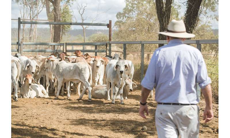 Genetic link between cattle temperament and autism