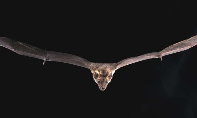 Genomic basis of bat superpowers revealed: Like how they survive deadly viruses
