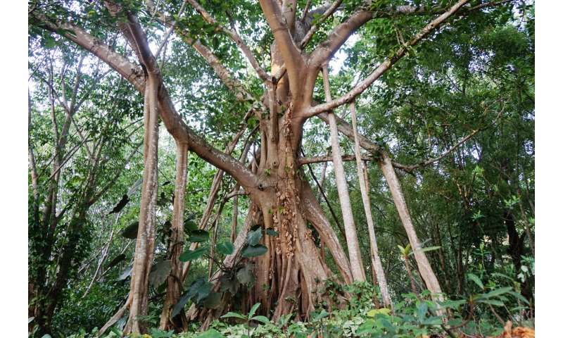 Genomic study reveals evolutionary secrets of banyan tree