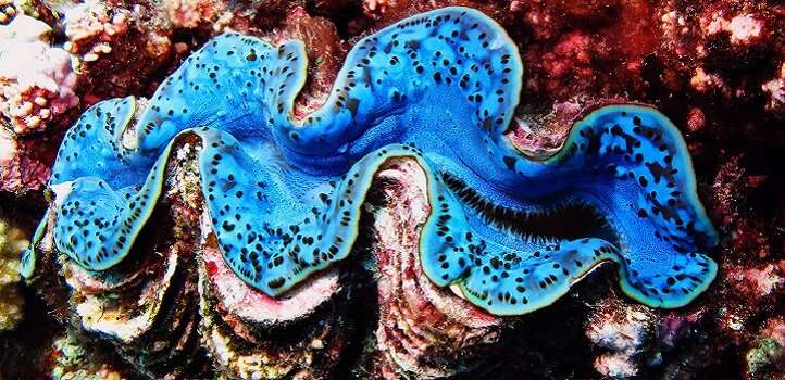 pictures of giant clams