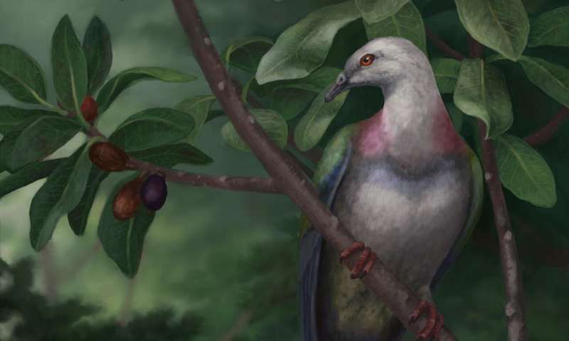 Giant, fruit-gulping pigeon eaten into extinction on Pacific islands