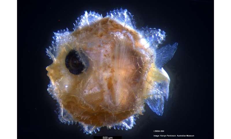 Giant Sunfish larva identified  Giantsunfish