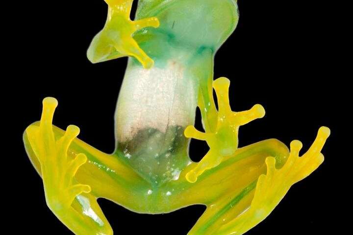 Green is more than skin-deep for hundreds of frog species