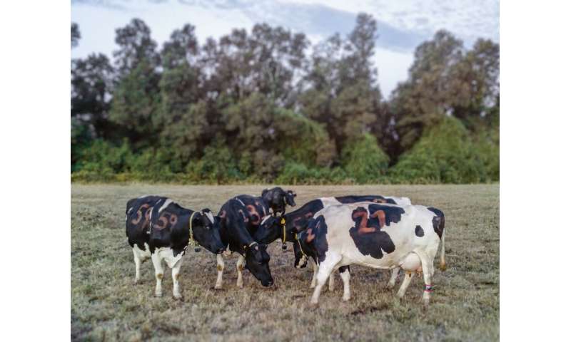 Grooming behavior between dairy cows reveals complex social network