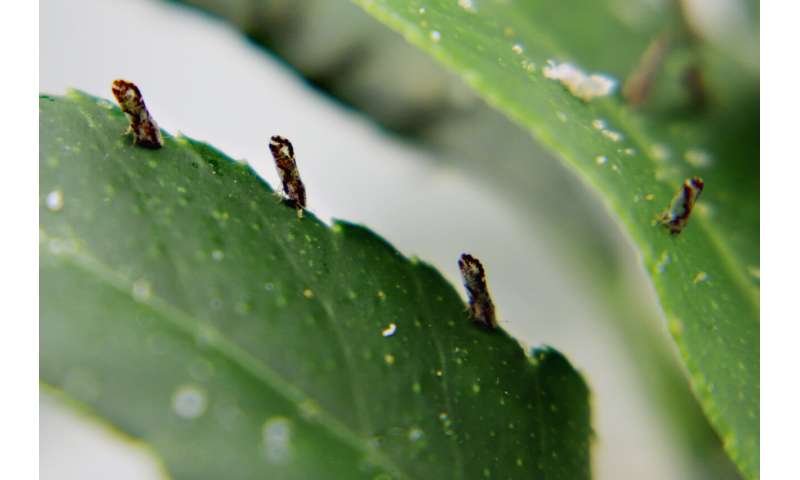 Harnessing psyllid peptides to fight citrus greening disease