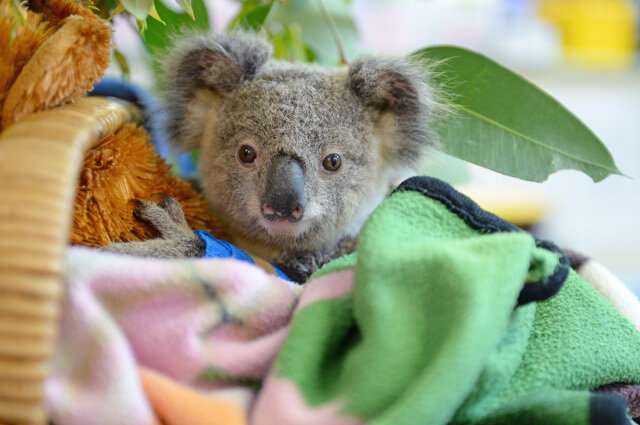 Helping endangered koalas’ health—and potentially humans’ too