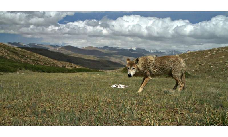 Himalayan wolf discovered to be a unique wolf adapted to harsh high altitude life