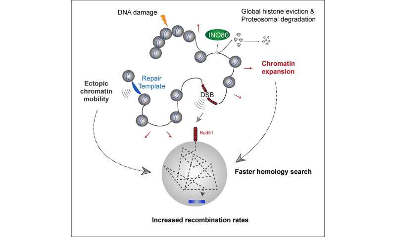 Histone degradation after DNA damage enhances repair