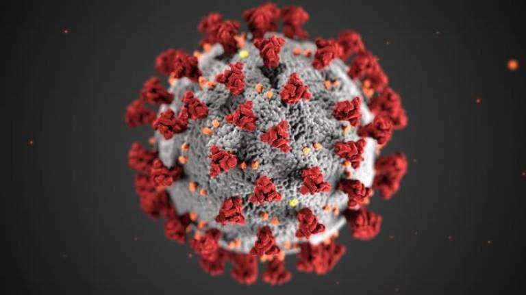 Historical coronaviruses show evidence of seasonality & immunity | UCL News - UCL - London's Global University