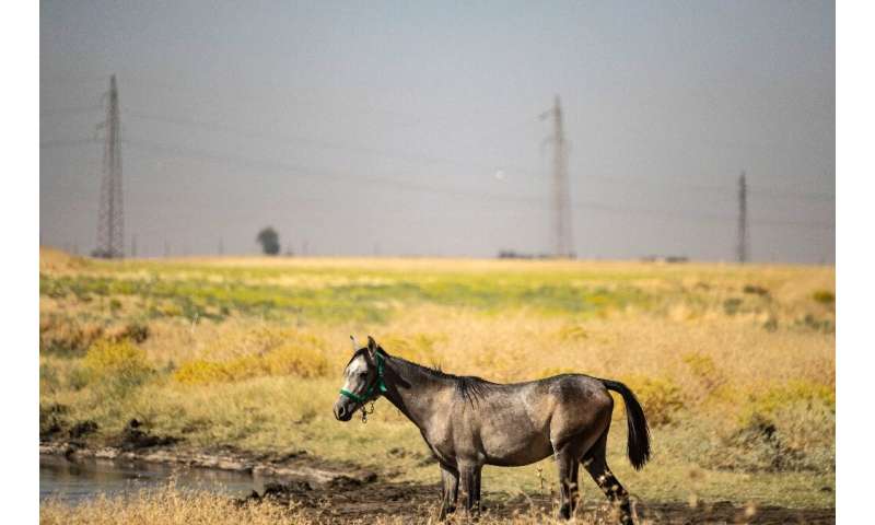 Horses have reportedly died after drinking water polluted by oil in Syria's Kurdish-controlled northeastern Hasakeh province