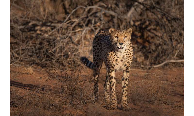 Hotspots of cheetah activity is a key to solving the cheetah-farmer conflict in Namibia